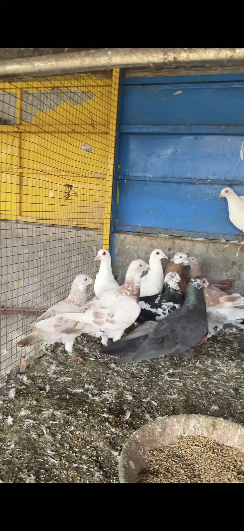 Fancy pigeons for sale pigeons for sale in lahore — photo 7