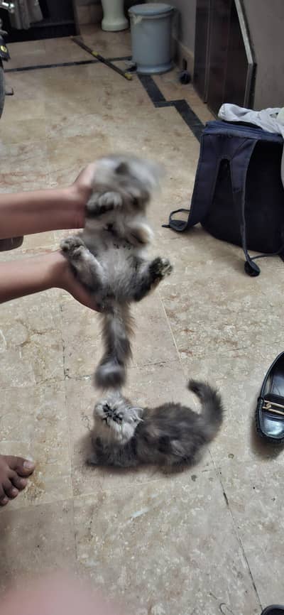 parsian punch face quality kitten tripple coated