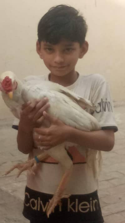hen's for sale