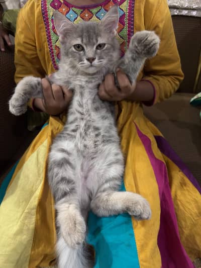 parsian cat urgent sale