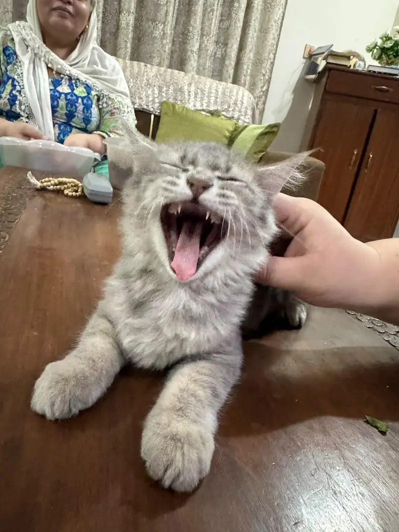 parsian cat urgent sale — photo 2