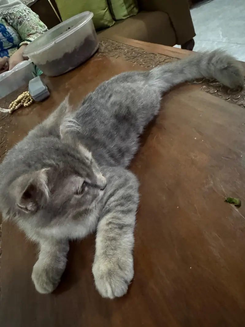 parsian cat urgent sale — photo 3