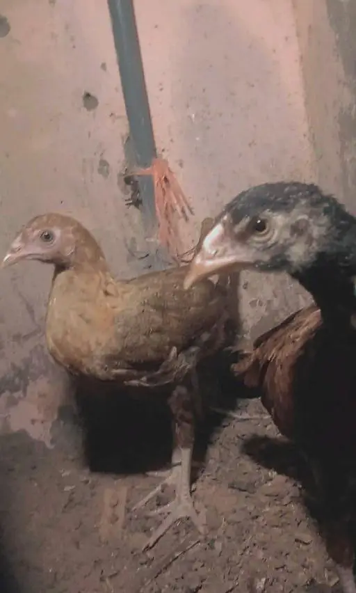 aseel chick — photo 2