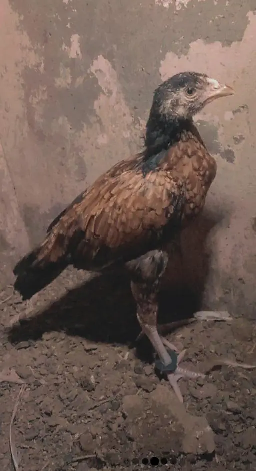 aseel chick — photo 3