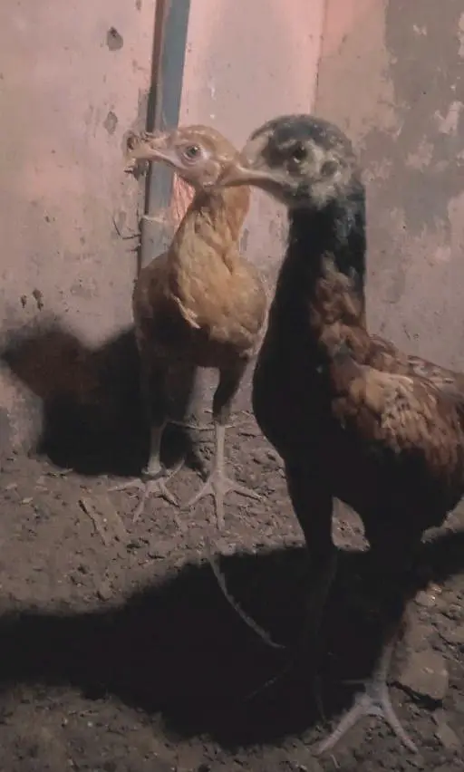 aseel chick — photo 4