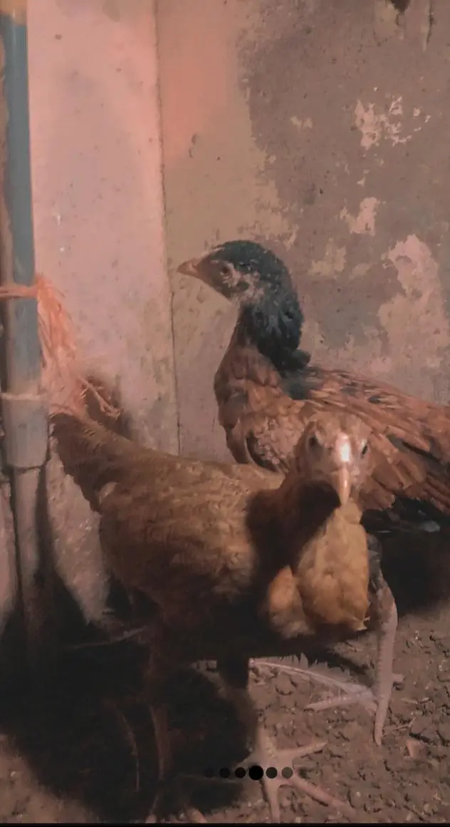 aseel chick — photo 5