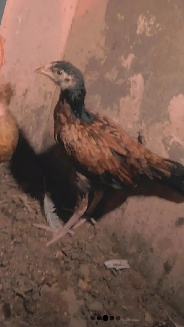 aseel chick — photo 6