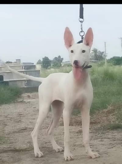 Kuwaiti gulteer female age 5 month old for sale