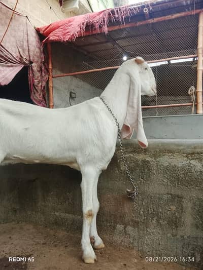 Gulabi Bakri