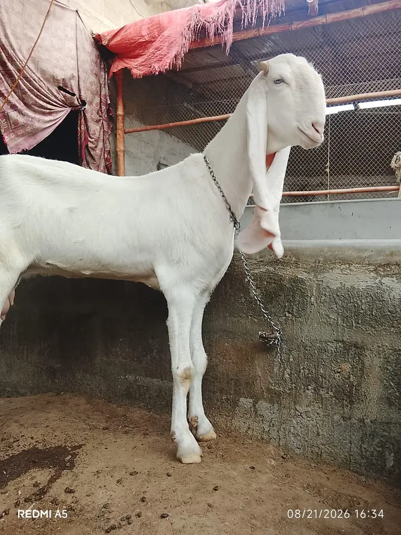 Gulabi Bakri — photo 2