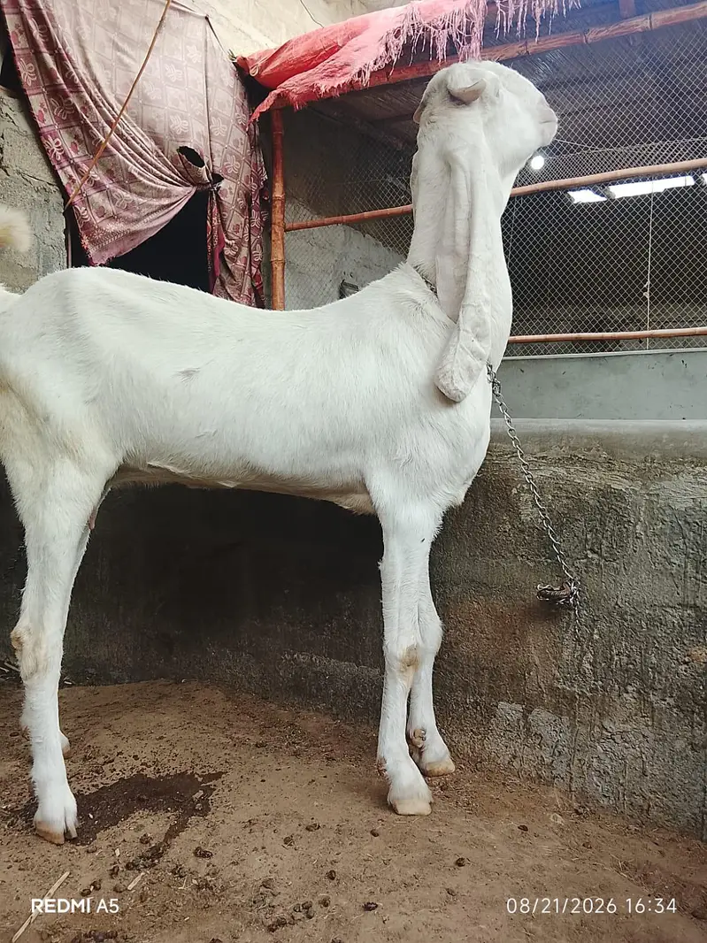 Gulabi Bakri — photo 3