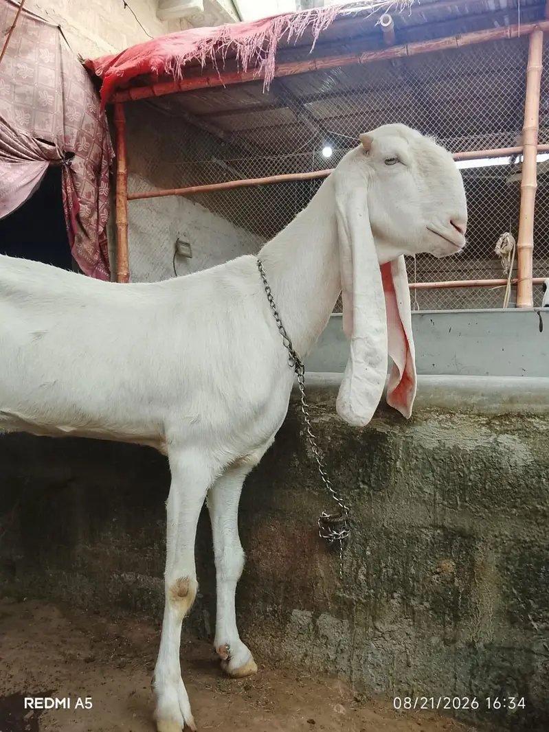 Gulabi Bakri — photo 4