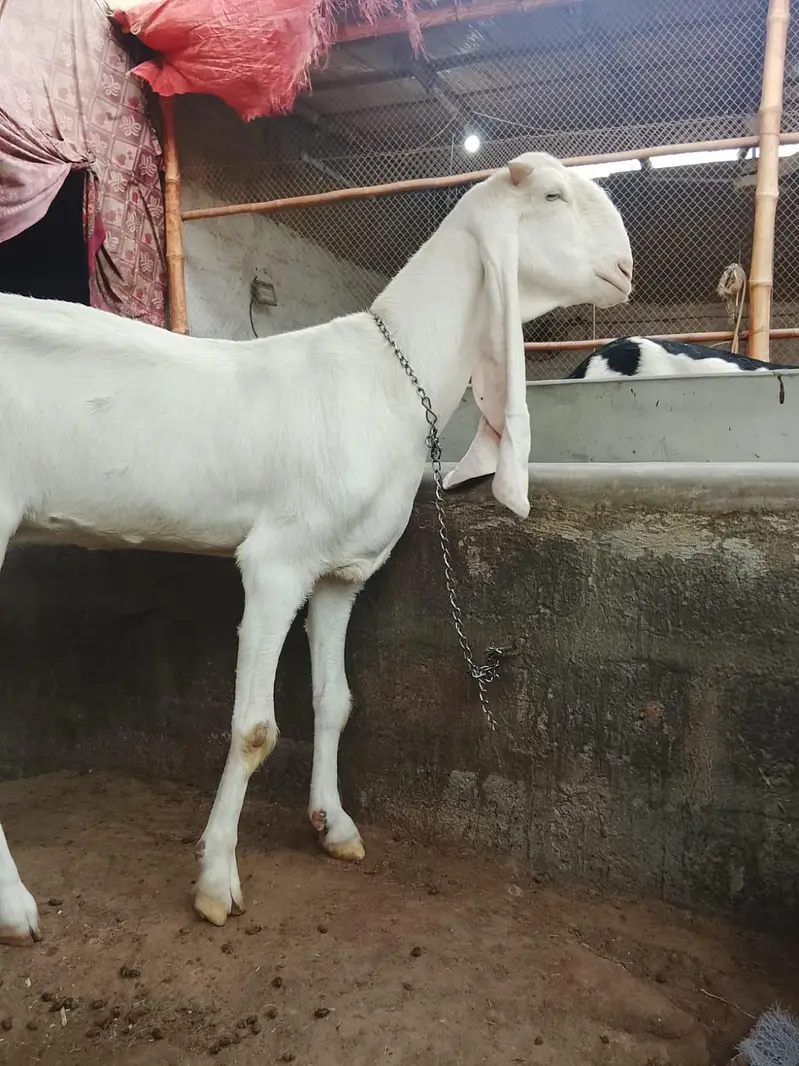 Gulabi Bakri — photo 5