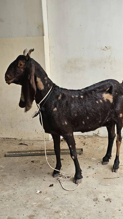 kamori bakri for sale