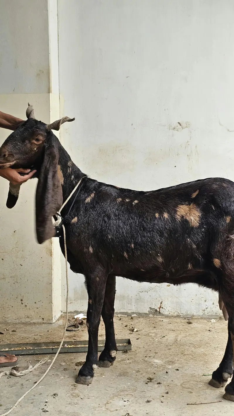 kamori bakri for sale — photo 2