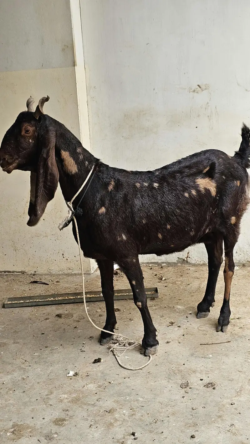 kamori bakri for sale — photo 3