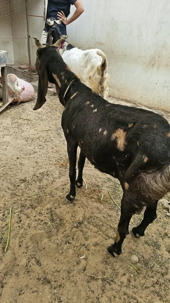 kamori bakri for sale — photo 4