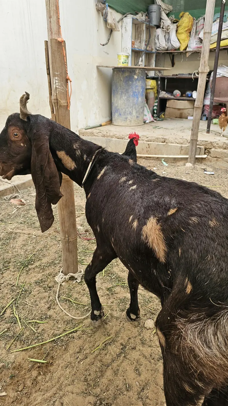 kamori bakri for sale — photo 5