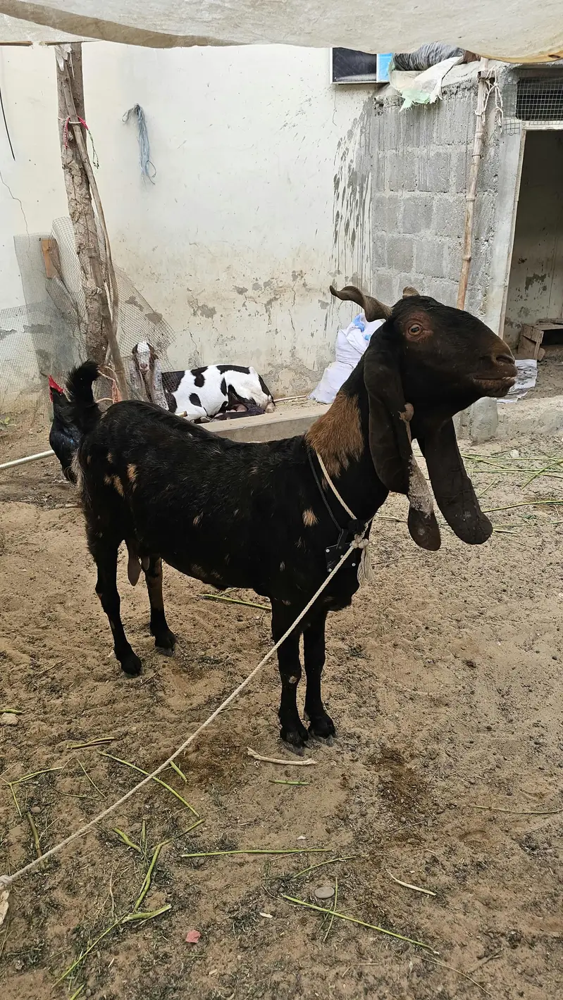 kamori bakri for sale — photo 6