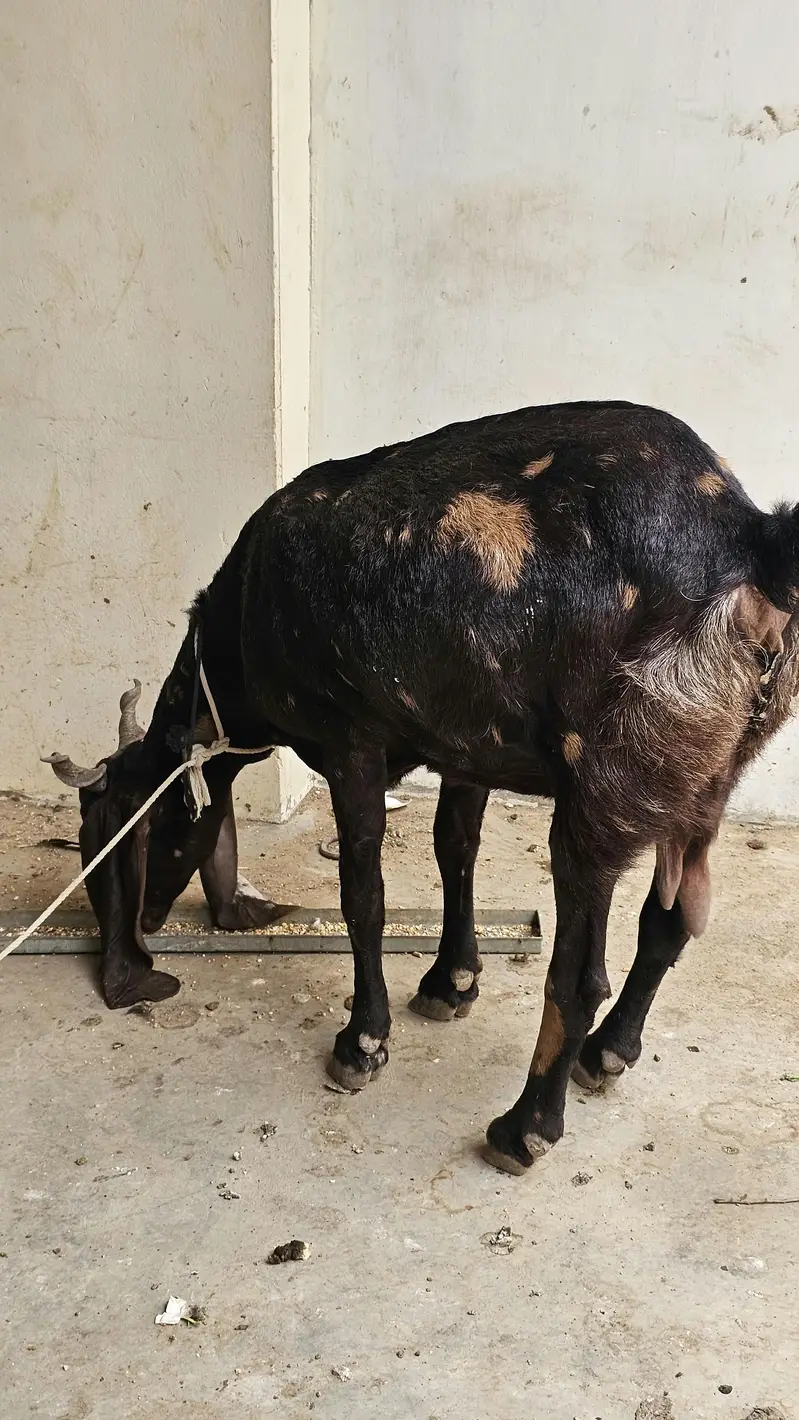 kamori bakri for sale — photo 7