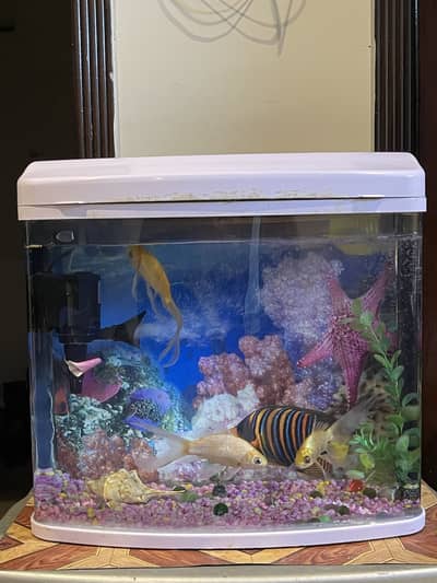 Imported Fish tank/Aquarium in good condition with fishes