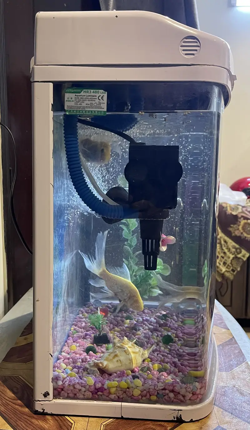 Imported Fish tank/Aquarium in good condition with fishes — photo 2
