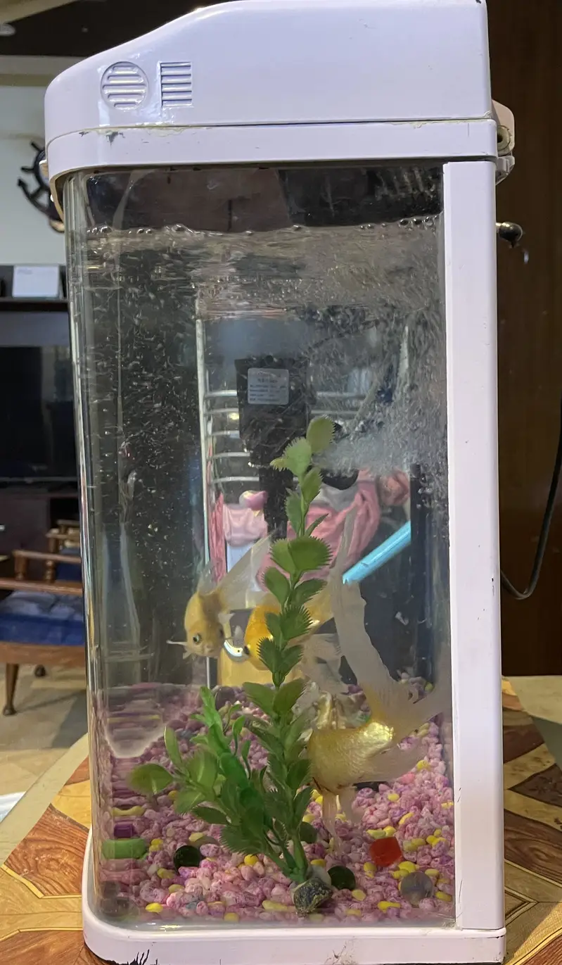 Imported Fish tank/Aquarium in good condition with fishes — photo 3