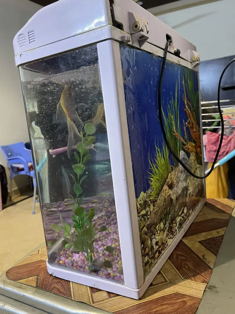 Imported Fish tank/Aquarium in good condition with fishes — photo 4