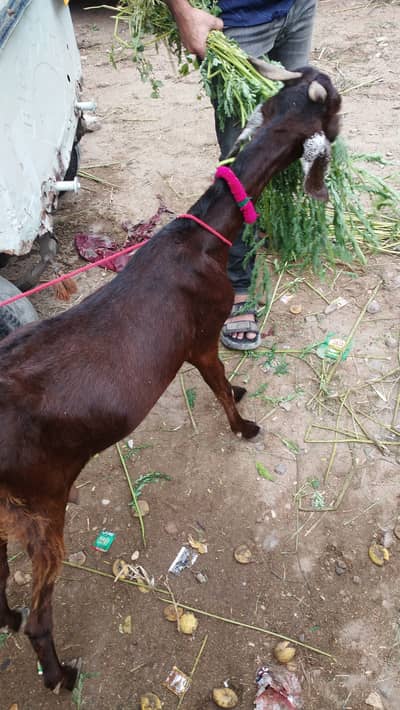Doodh Wali Bakri Fresh Cross For Sale