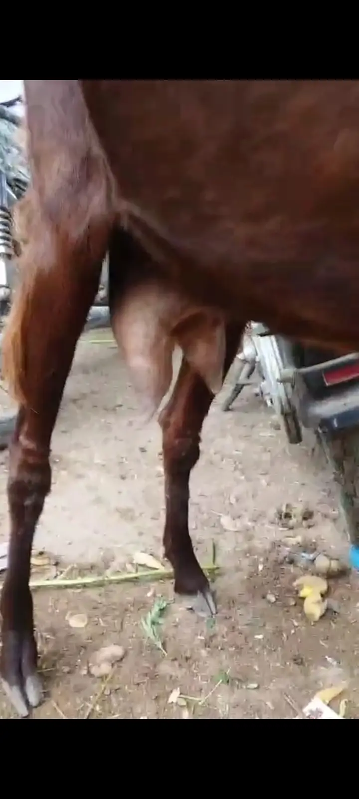Doodh Wali Bakri Fresh Cross For Sale — photo 2