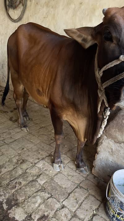 First timer vachi 2 dant hai with male bacha cholastani 8 month ka
