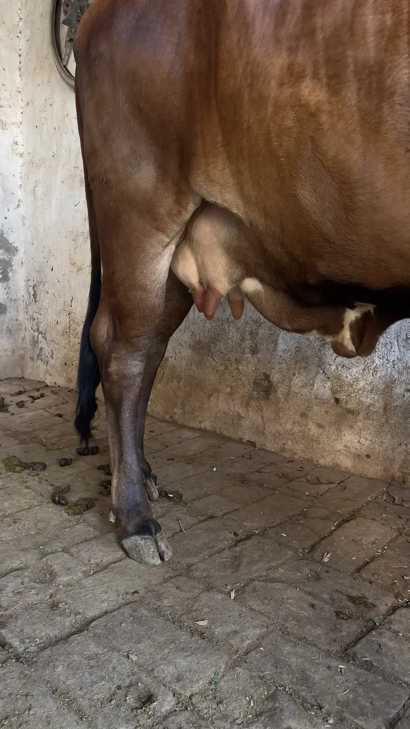 First timer vachi 2 dant hai with male bacha cholastani 8 month ka — photo 2