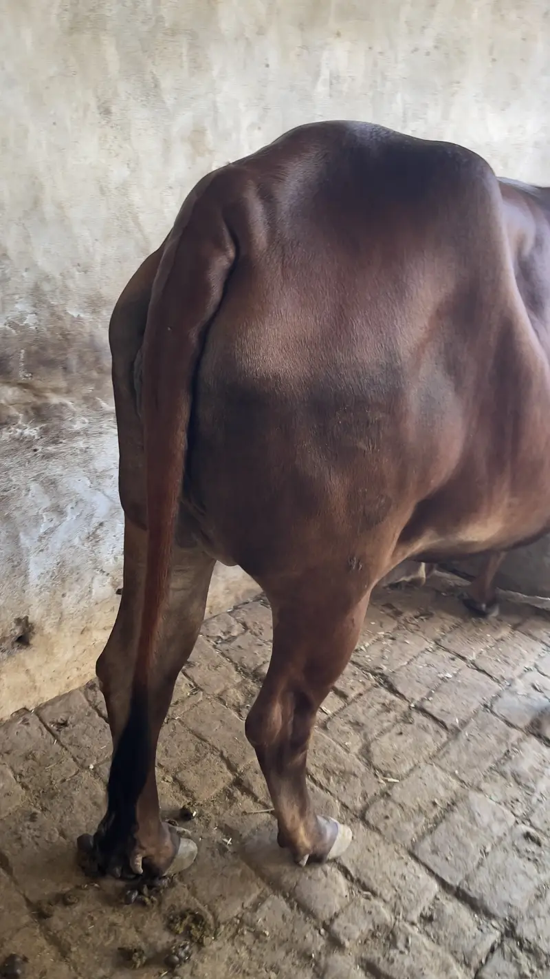 First timer vachi 2 dant hai with male bacha cholastani 8 month ka — photo 3