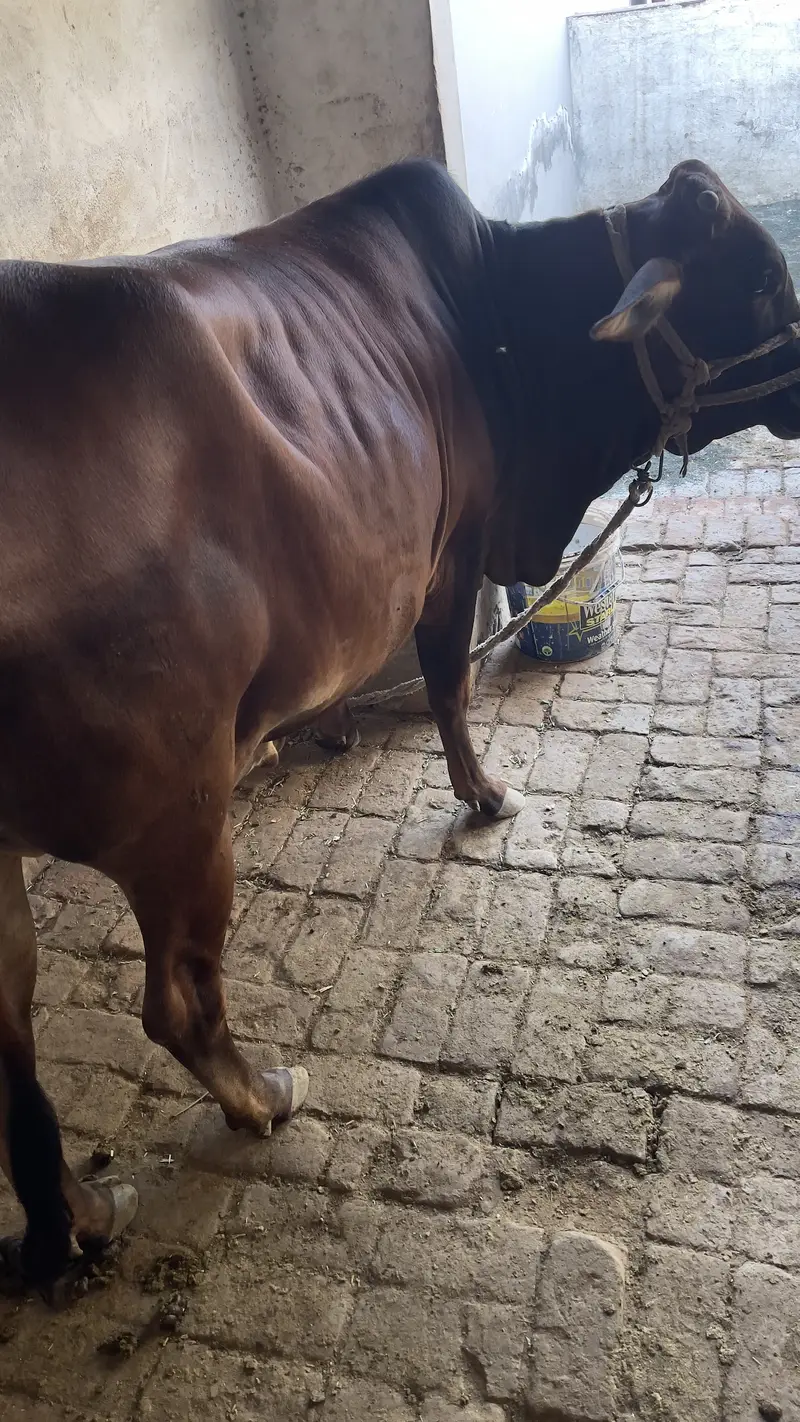 First timer vachi 2 dant hai with male bacha cholastani 8 month ka — photo 4