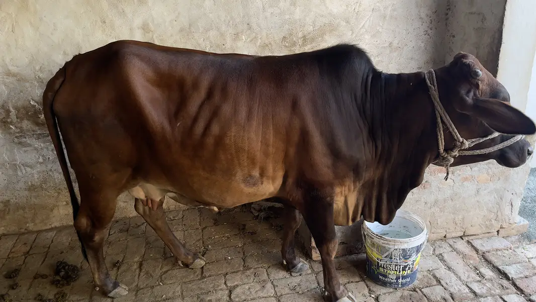 First timer vachi 2 dant hai with male bacha cholastani 8 month ka — photo 5