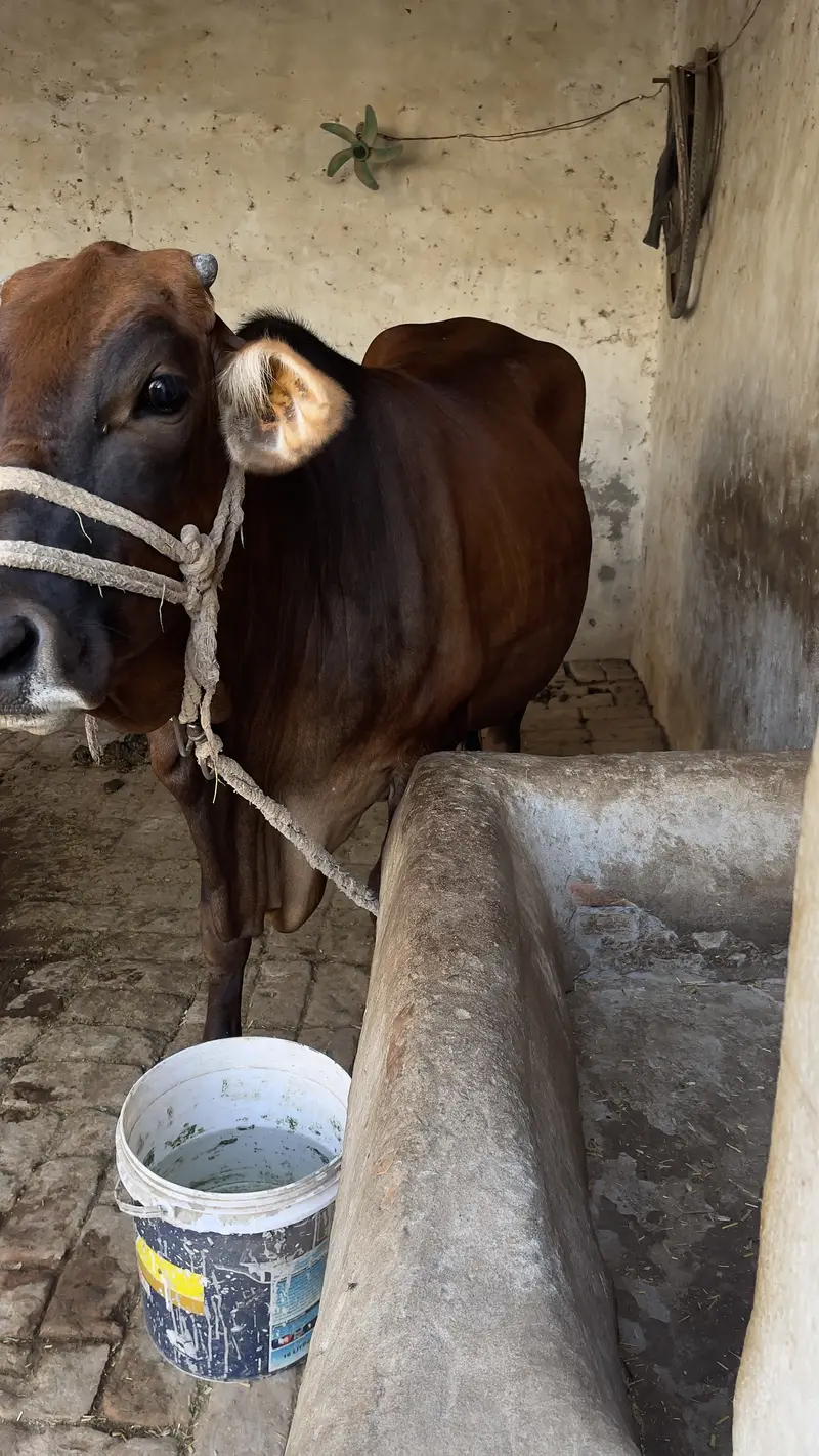 First timer vachi 2 dant hai with male bacha cholastani 8 month ka — photo 6
