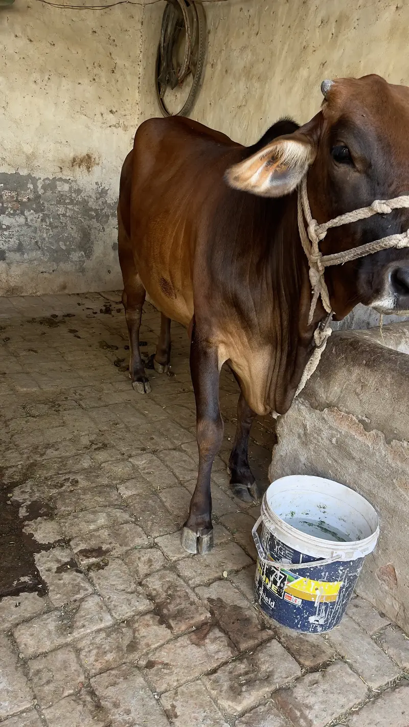 First timer vachi 2 dant hai with male bacha cholastani 8 month ka — photo 7