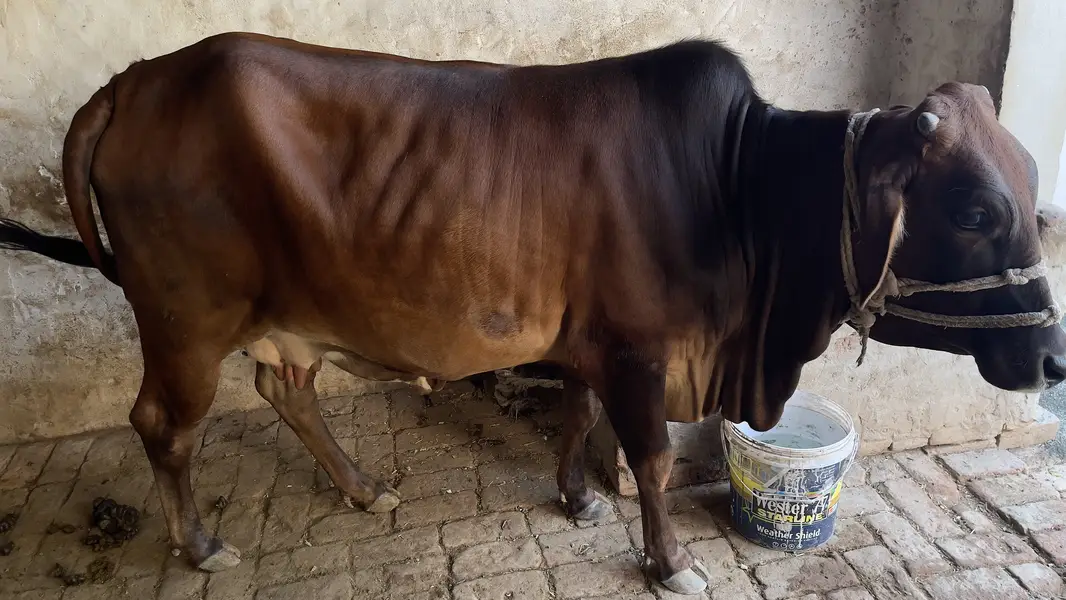 First timer vachi 2 dant hai with male bacha cholastani 8 month ka — photo 8