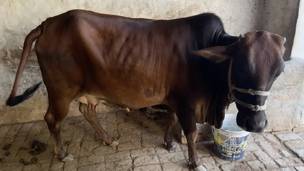First timer vachi 2 dant hai with male bacha cholastani 8 month ka — photo 9