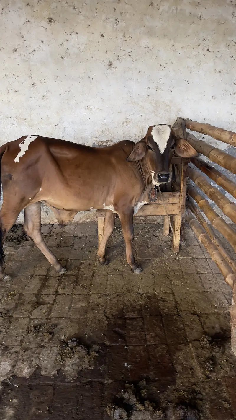 First timer vachi 2 dant hai with male bacha cholastani 8 month ka — photo 10