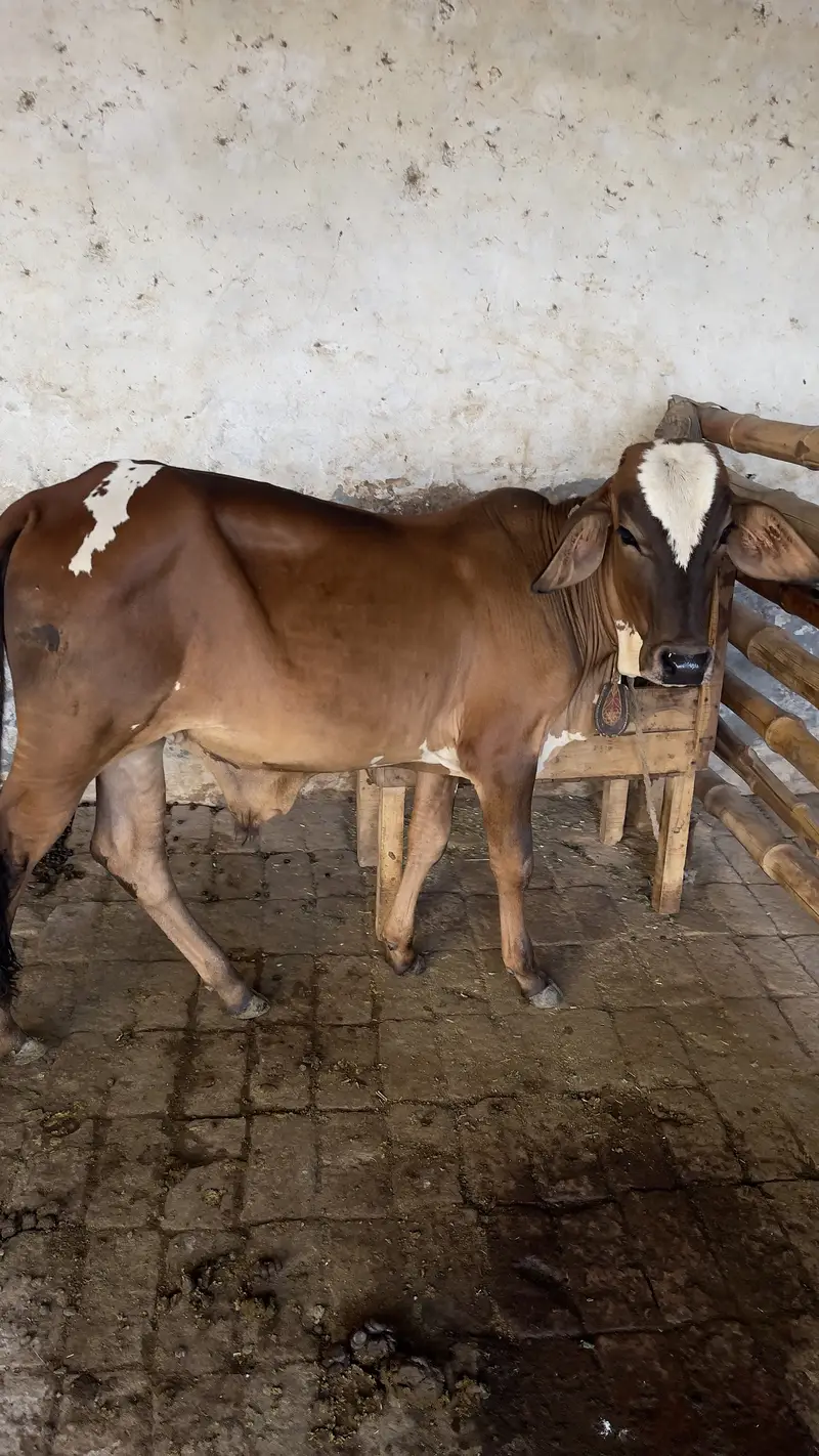 First timer vachi 2 dant hai with male bacha cholastani 8 month ka — photo 11