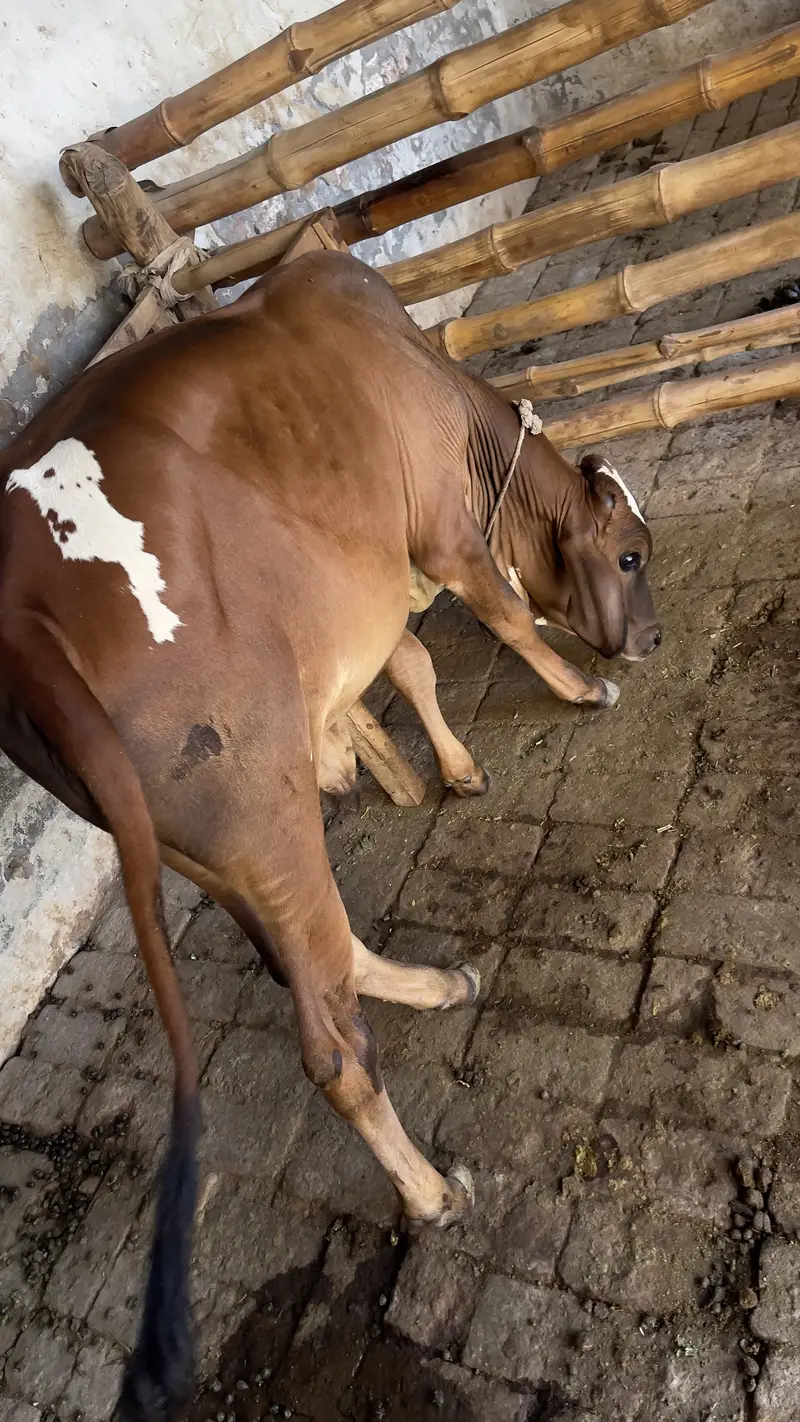 First timer vachi 2 dant hai with male bacha cholastani 8 month ka — photo 12