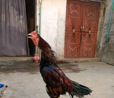 murgha