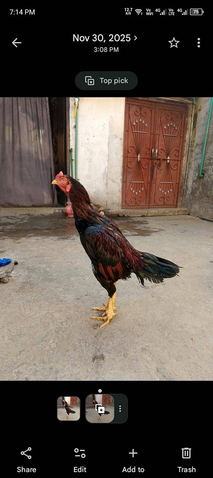 murgha 1