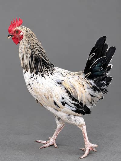 Male Hens Desi / Golden Misri