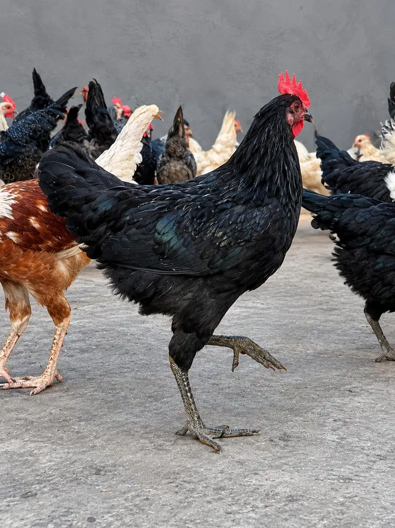 Male Hens Desi / Golden Misri — photo 2