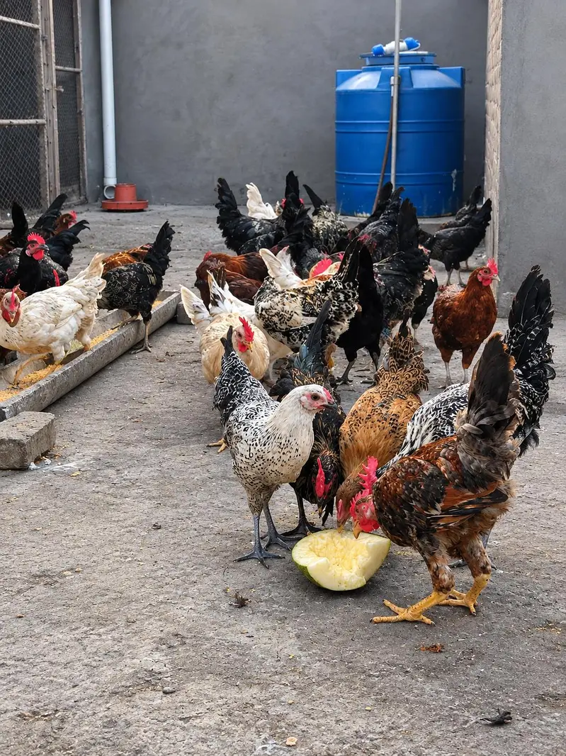 Male Hens Desi / Golden Misri — photo 3