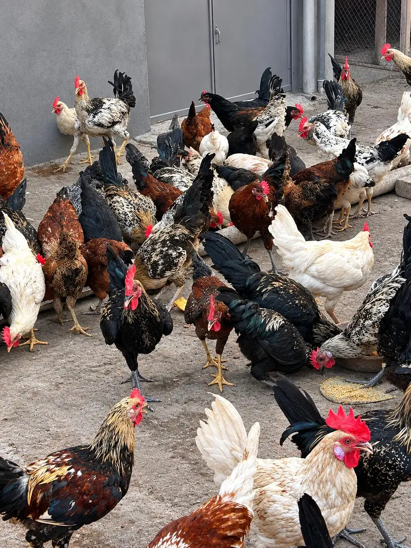 Male Hens Desi / Golden Misri — photo 5