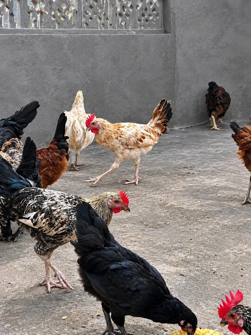 Male Hens Desi / Golden Misri — photo 6