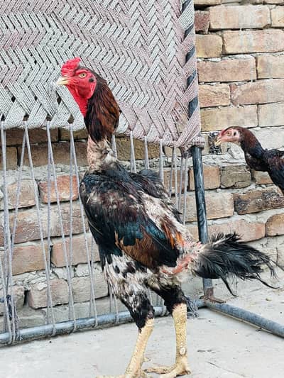 Sindhi Breeder Murga + 6 Month Patha & Pathi | MashaAllah Height